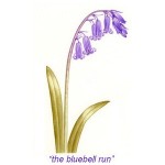 the-bluebell-run-logo