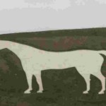 white-horse-relay