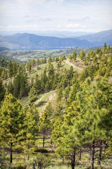 Echo Valley 10K, Half-Marathon, 50K and 50 Mile Trail Run