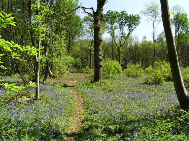 Woodland Woggle