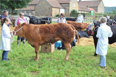 Osmotherly Show Fell Race