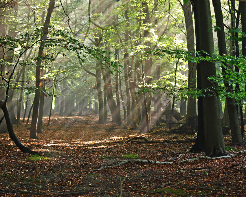 Ashridge 5 Trail race