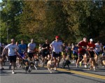 hounds-and-harriers