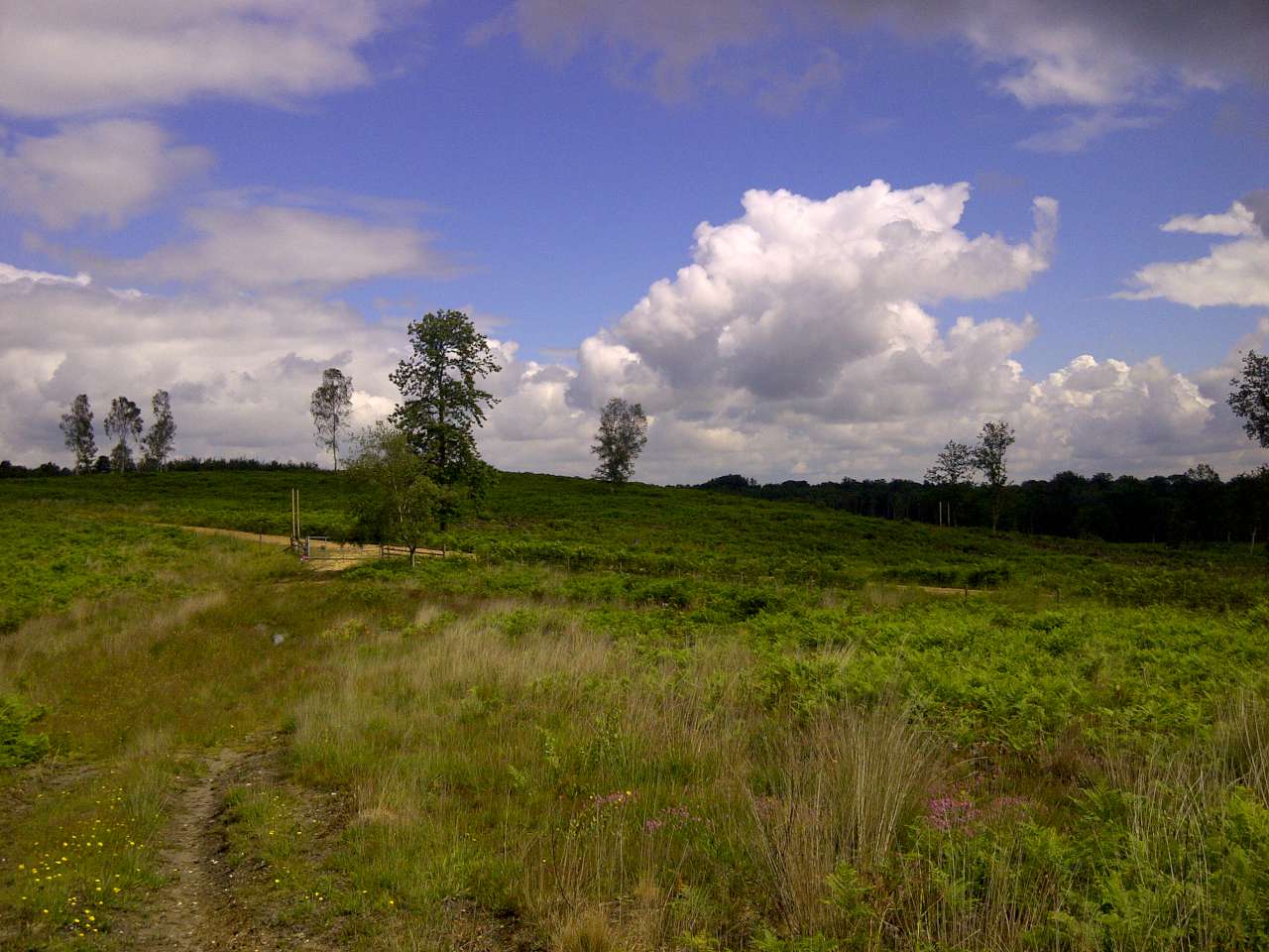 Foxbury 10km (New Forest)