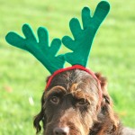 Daxi_as_reindeer