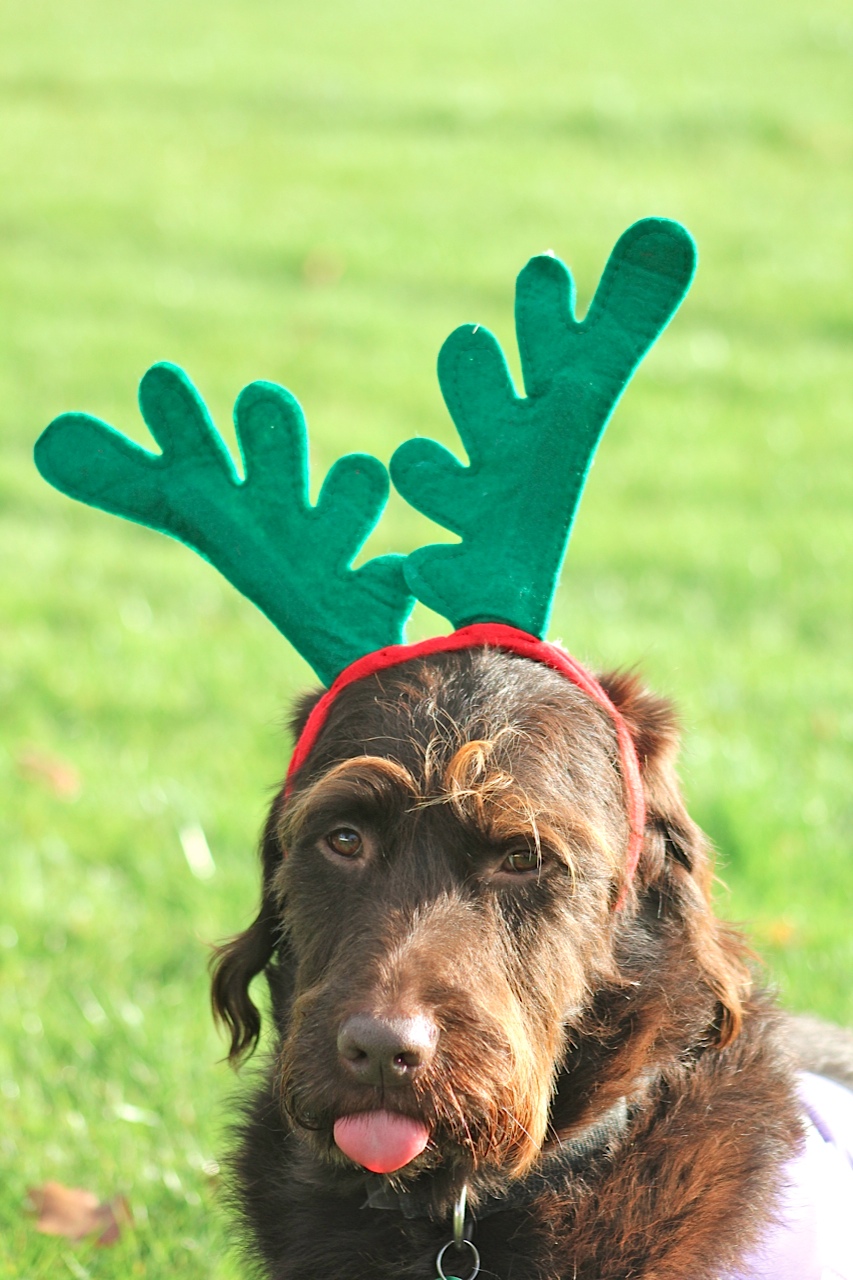 Canine Partners Dunstall Santa Fun Run