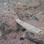 forest-glen-trail-run