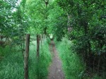 toast-track-wimbledon-common