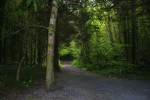 7-woods-trail