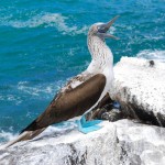 Blue-Footed-Booby-Wes-Goble