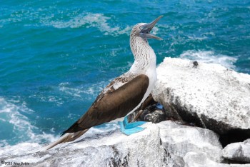 Galapagos Running Adventure and Sierra Negra Volcano Marathon