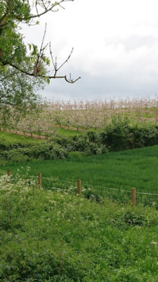 Ellenden Farm Frolic