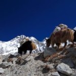 Climb 2 Cure Everest Base Camp Info Session - August 15