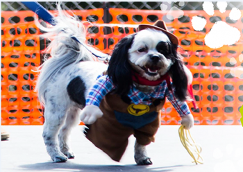 Canine Carnival & Fast and Furriest 5k 2018