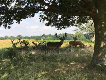 Richmond Park Half Marathon - Feb 2019
