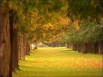 Bushy Park 10km