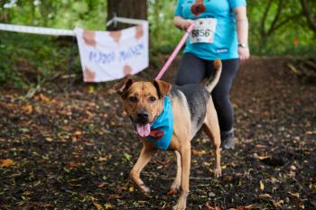 Muddy Dog Challenge Stansted