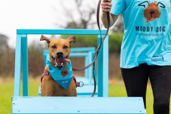 Muddy Dog Challenge New Forest