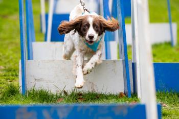 Muddy Dog Challenge Chelntenham