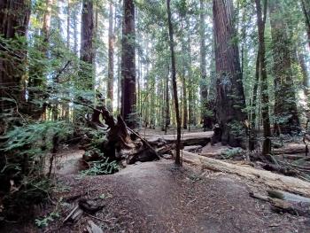 Hendy Woods Trail Scramble 2 Hour