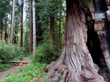 Sequoia Park Find-Your-Way 5K