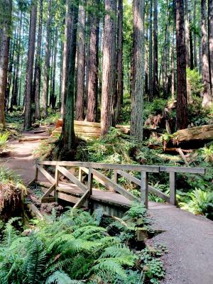 Go Wild! Arcata Community Forest 2 Hour Scramble